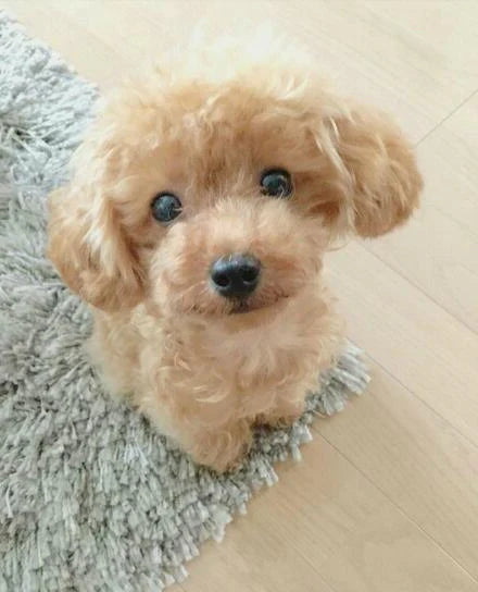 Teddy Dog Lucky | Plush Puppy