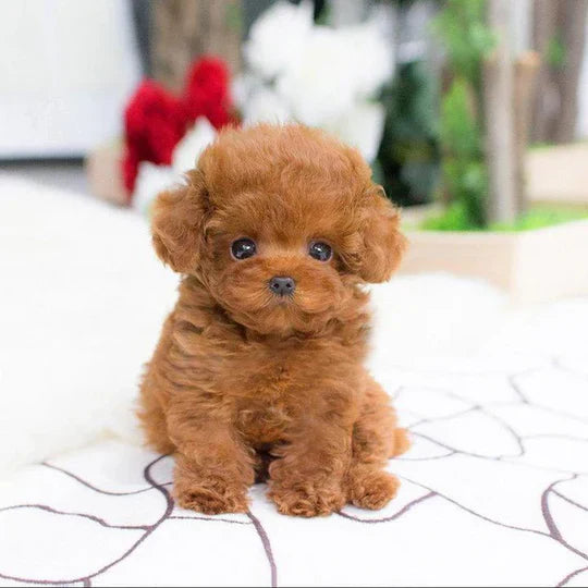 Teddy Dog Lucky | Plush Puppy